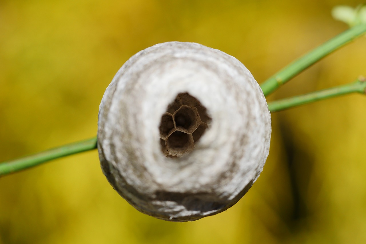 A Comprehensive Guide to Organic Pest Control